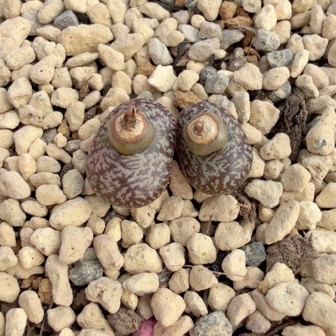 是***?1-2-c15 康杂 2026年新头切头饺子