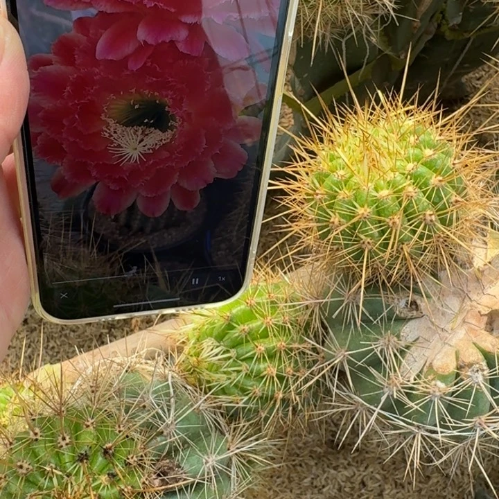 242毛花柱蒙娜丽莎歪无根侧牙5公分左右