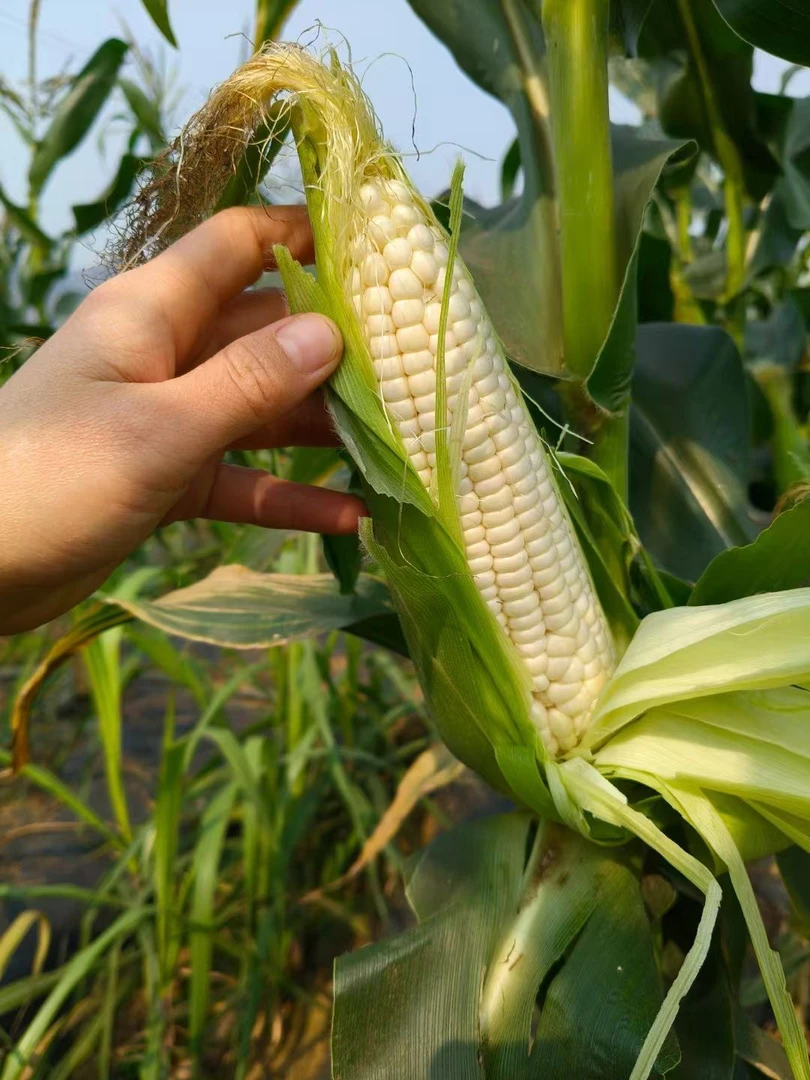 广西农家新鲜采摘白甜糯玉米自然生长香甜软糯
