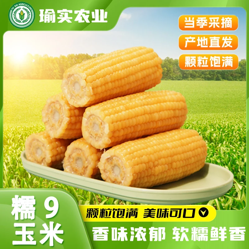 瑜实农业黄糯玉米棒软糯香甜东北黏苞米粗粮轻食简餐新鲜甜糯