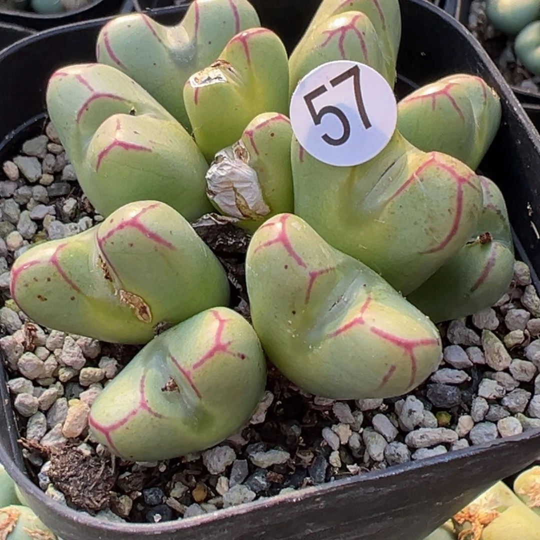 多肉植物111111111111