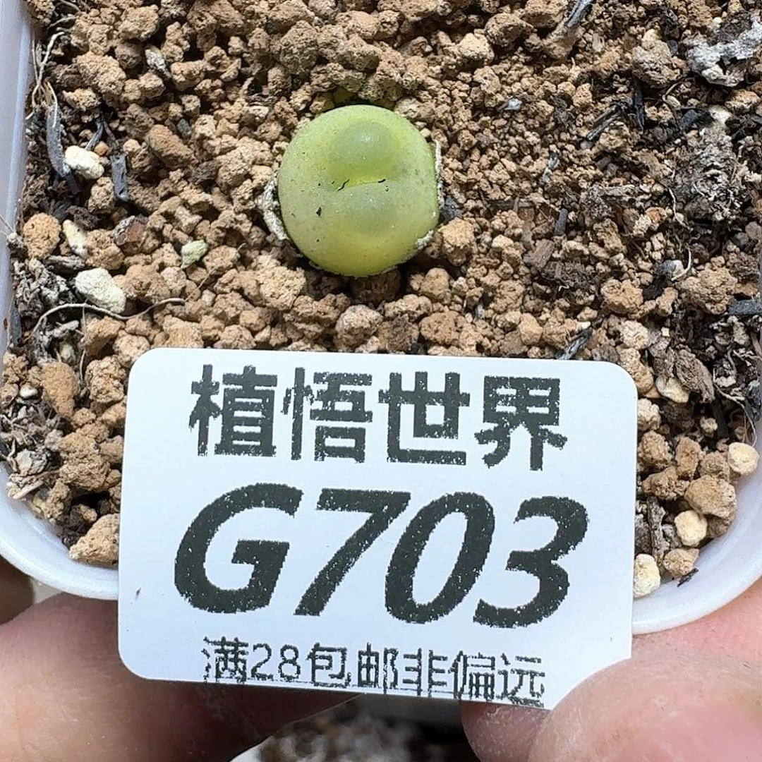 多肉W的人的润泽fgn