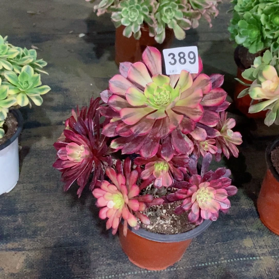 红*铜壶黄锦389多肉1111