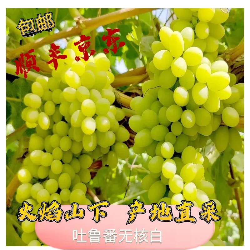 【周谷堆水果】新疆吐鲁番无核白马奶提葡萄当季现摘皮薄无籽（26）