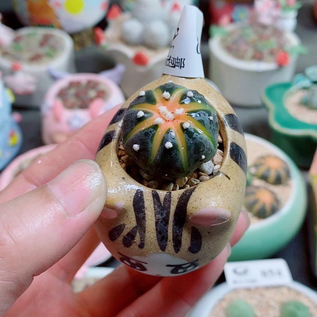 生石花花花花花花花864