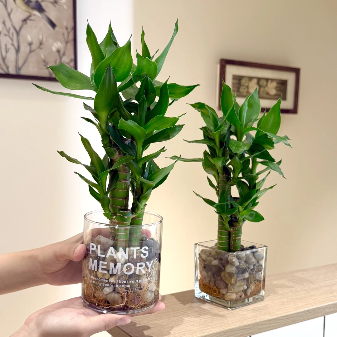 水培步步高富贵竹观音竹盆栽盆景室内客厅办公室桌面观叶花卉绿植