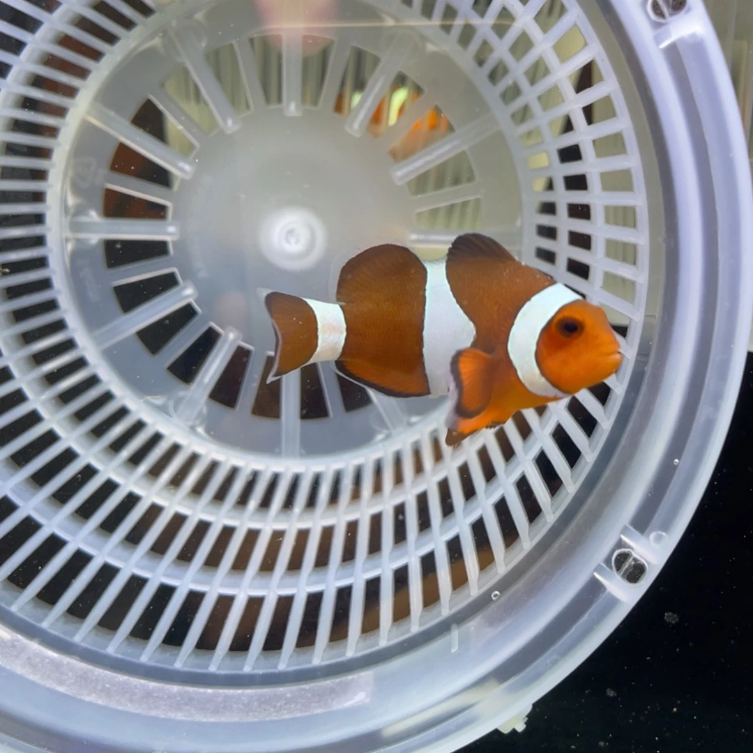 海水鱼野生公子一条