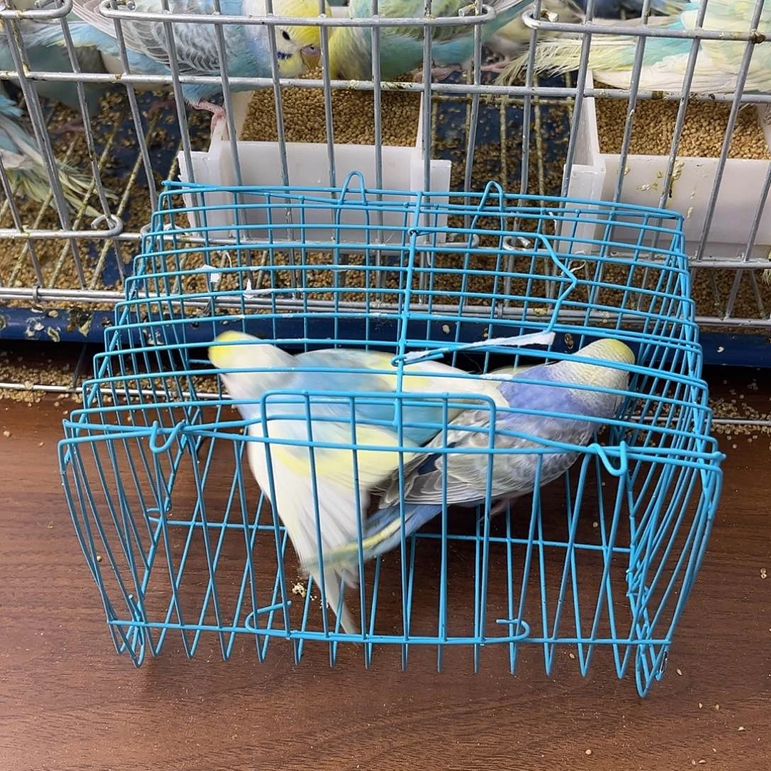 虎皮鹦鹉牡丹鹦鹉