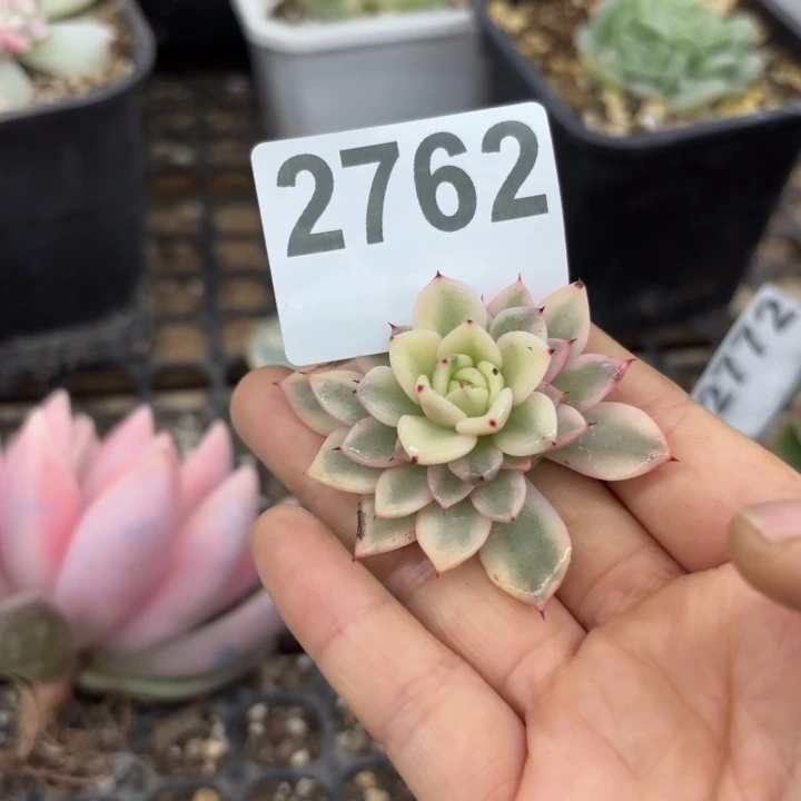 多肉植物头盖锦无根满18包邮