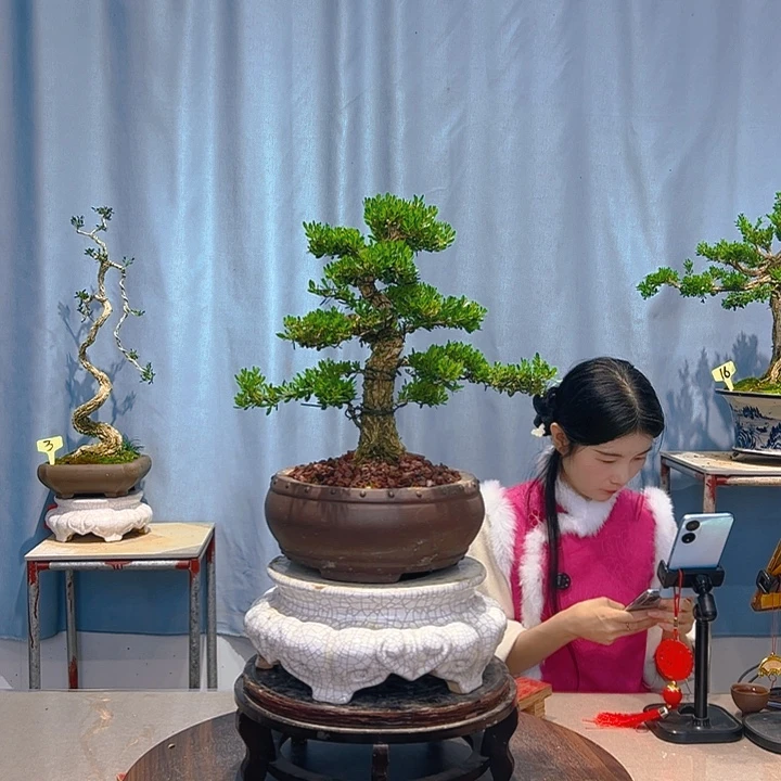 无花朵广东皱皮雀舌黄杨