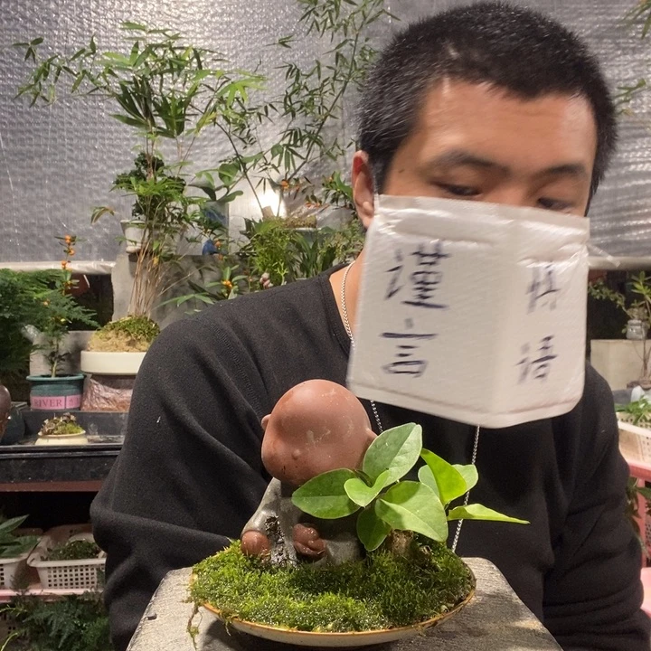 以实际为准盆景绿植盆栽106