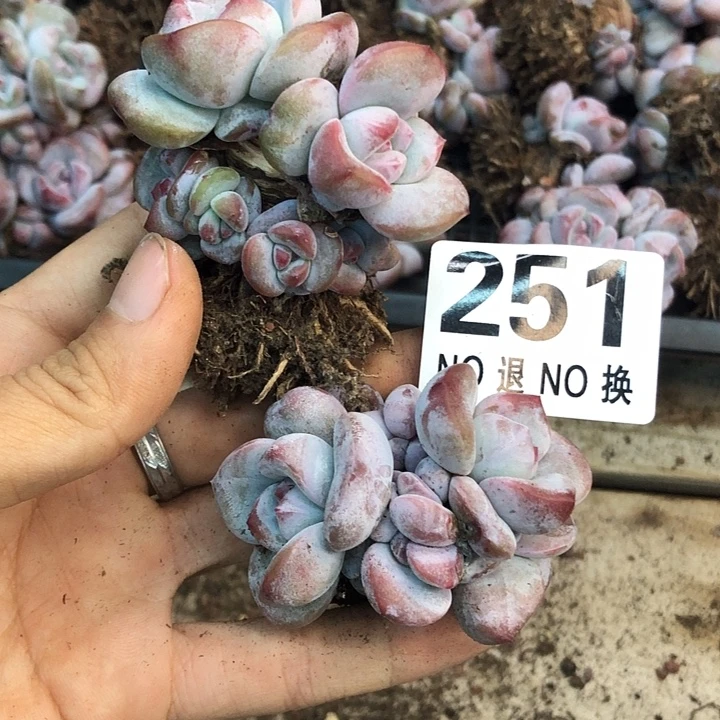 星影石榴籽福利出咯 251