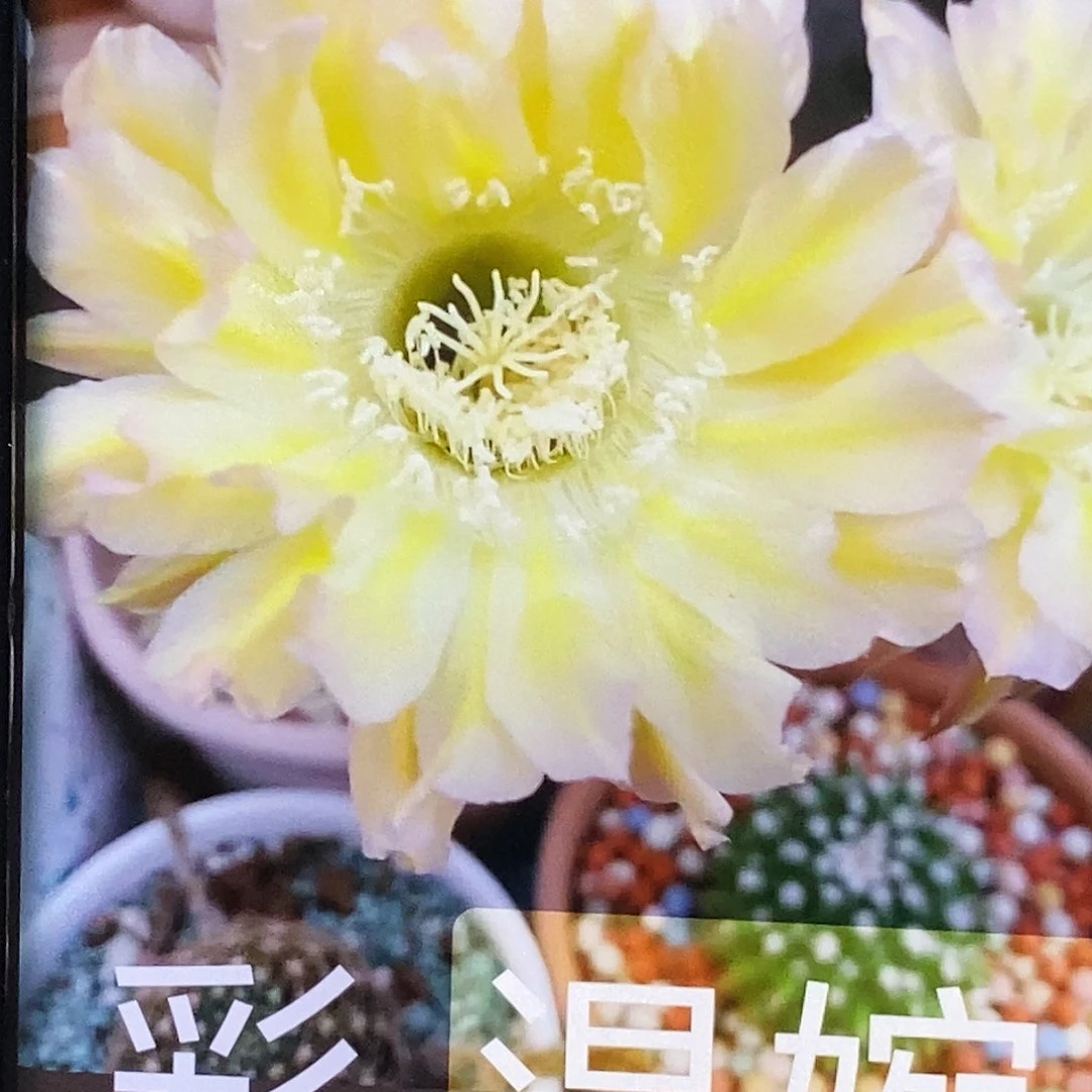 彩 温婉侧芽歪20包邮/5公分