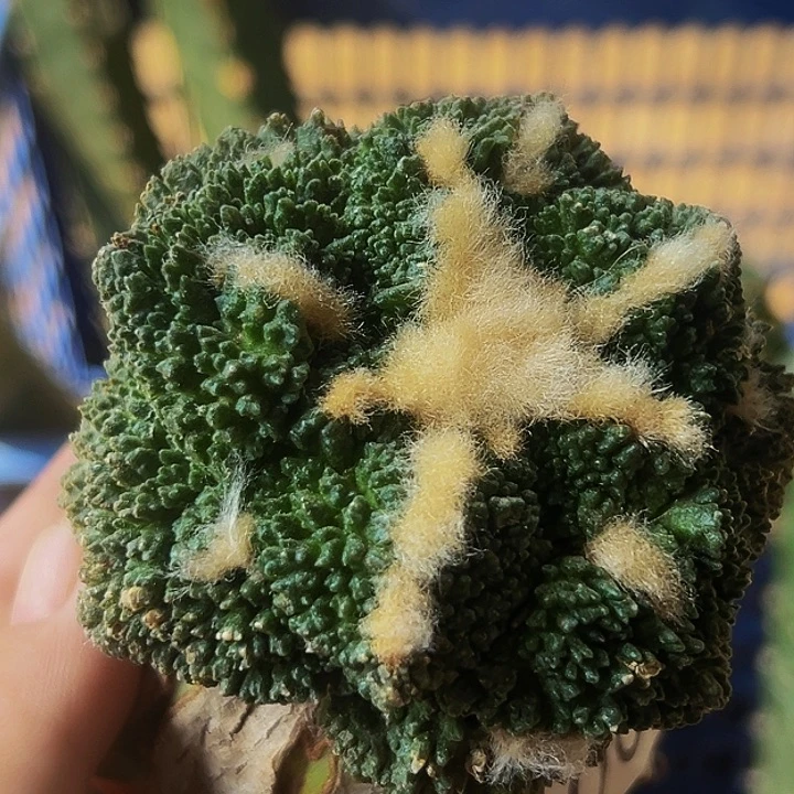 无花朵福利大尤哥斯拉牡丹400