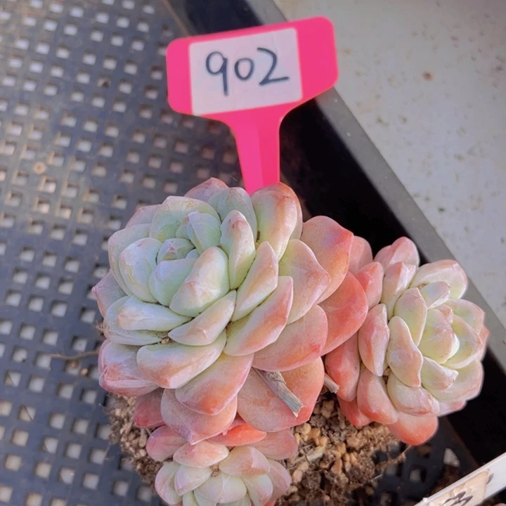 健健康康平平安安