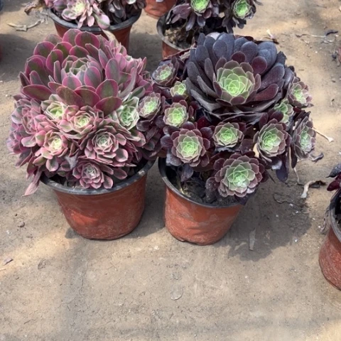 848多肉植物组合