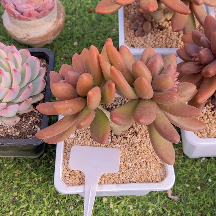 健健康康平平安安