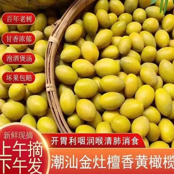 新鲜黄橄榄檀香甘香潮汕金灶老树金黄煮汤泡酒孕妇水果天然生青果