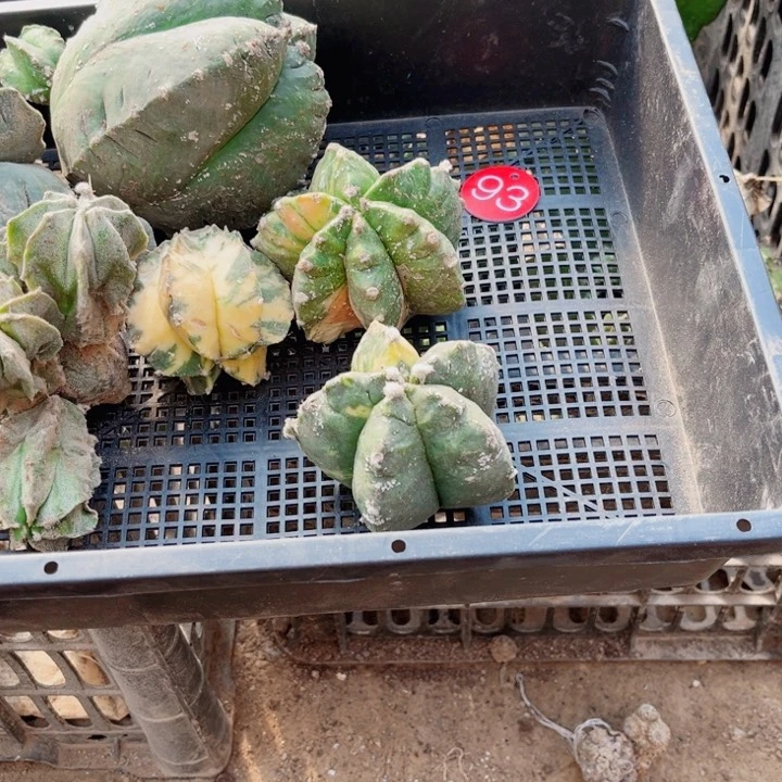 仙人球嫁接开花一筐93