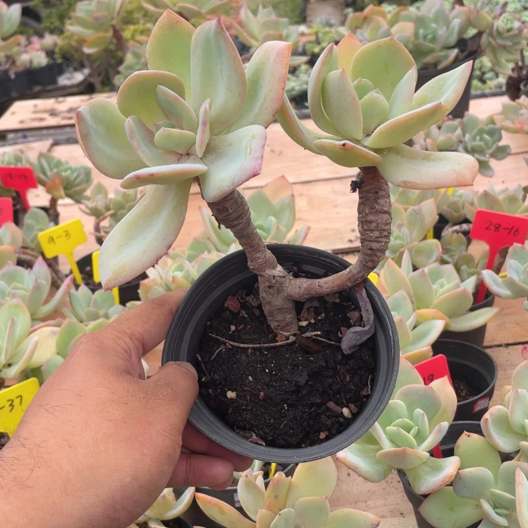 丽***织0827  白凤  六月六