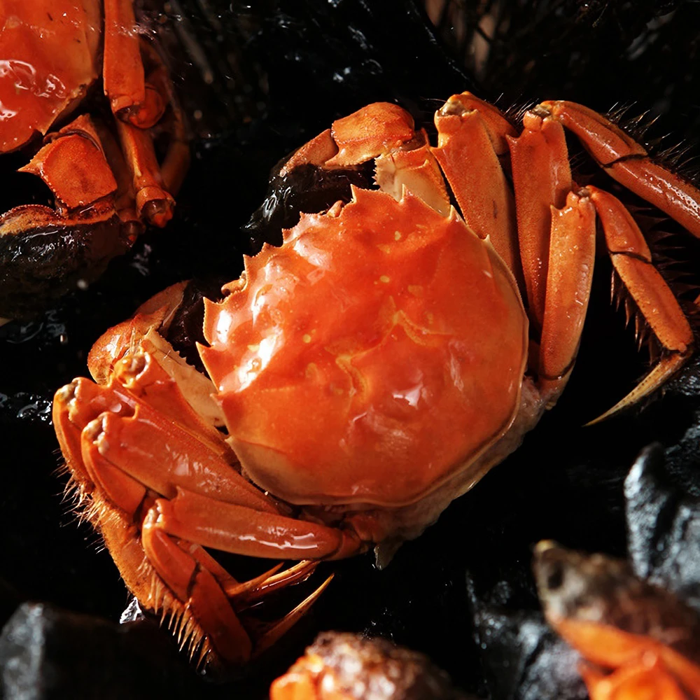 【公母活蟹】苏州精品大闸蟹公蟹4.0-3.7两母3.0-2.7两10只活蟹A