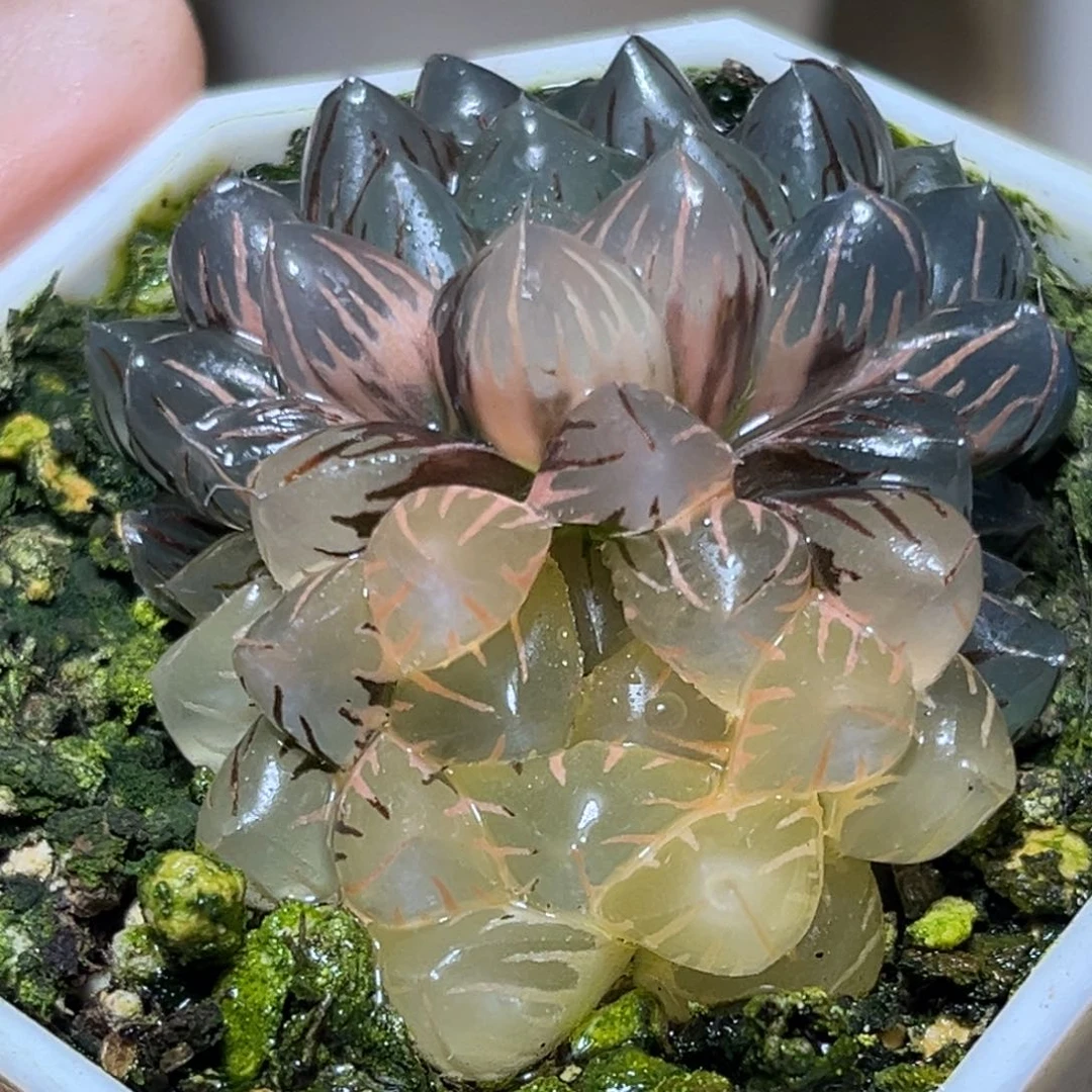 恭喜发财大吉大利576