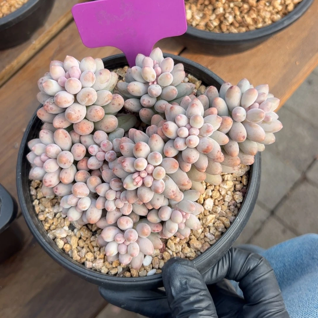 婴儿手指11111111111111