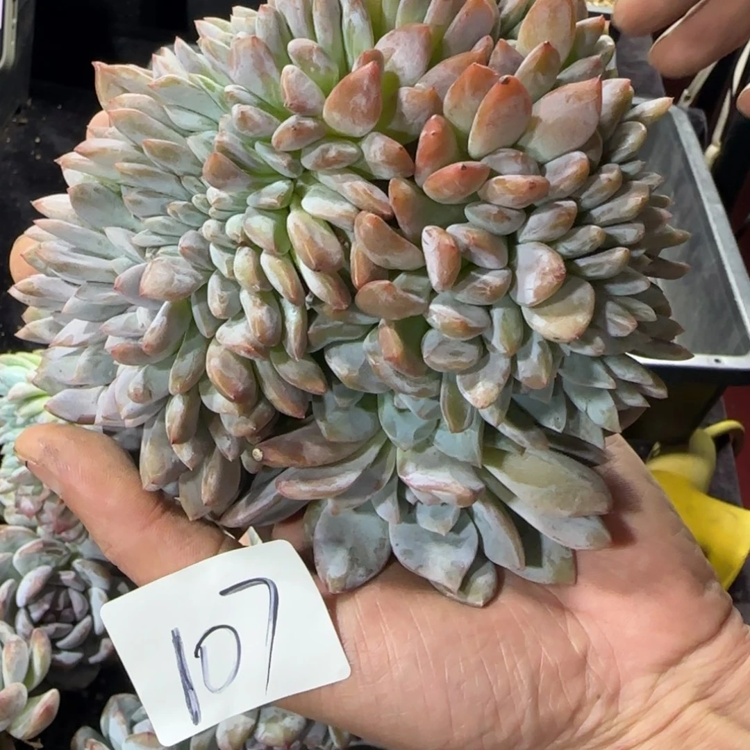 叶插缀化一物一拍107