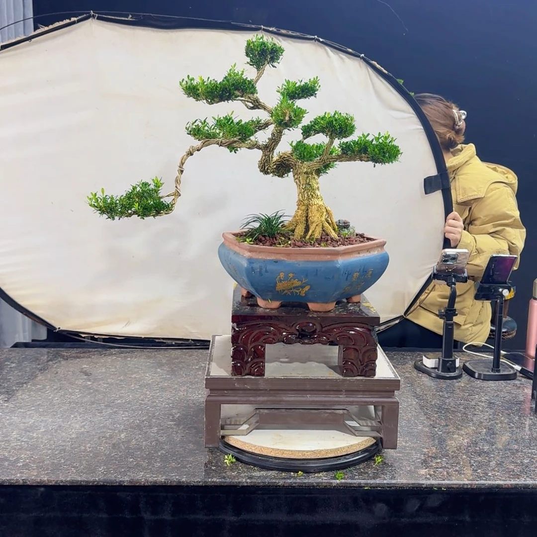 当前无花朵，栽培后可花朵