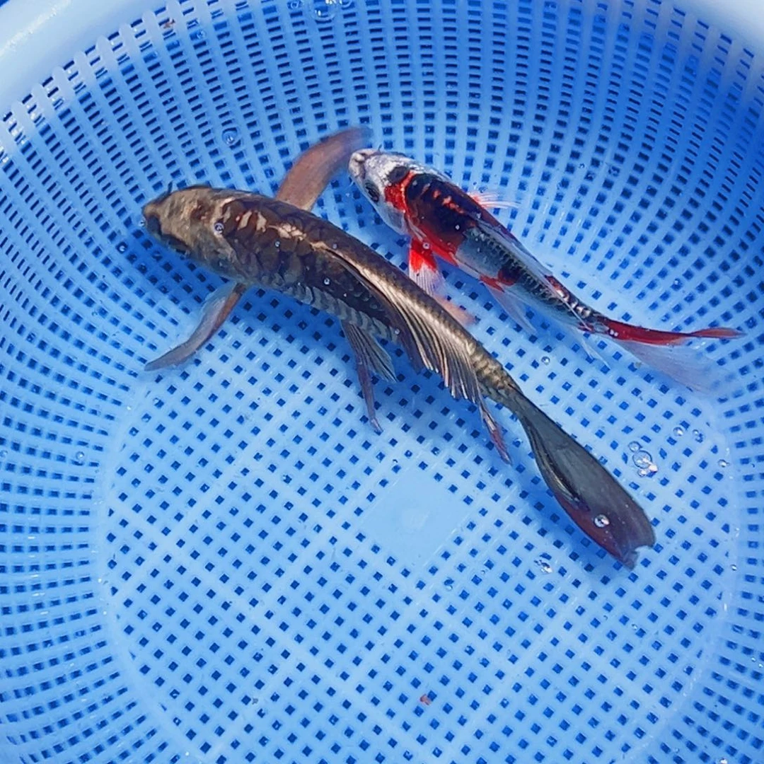 锦鲤锦鲤观赏鱼2111