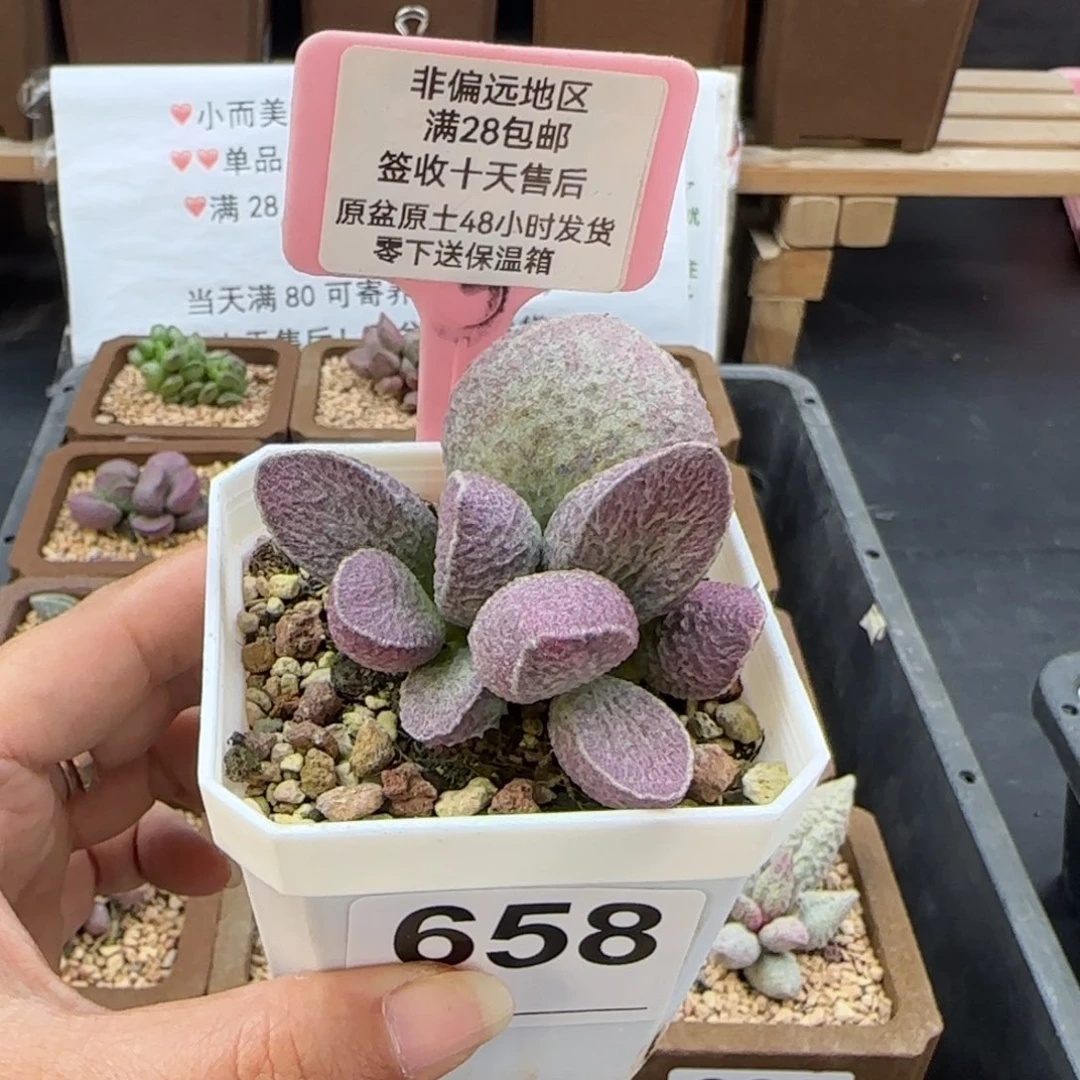 658哈莫猪肝多肉植物微瑕