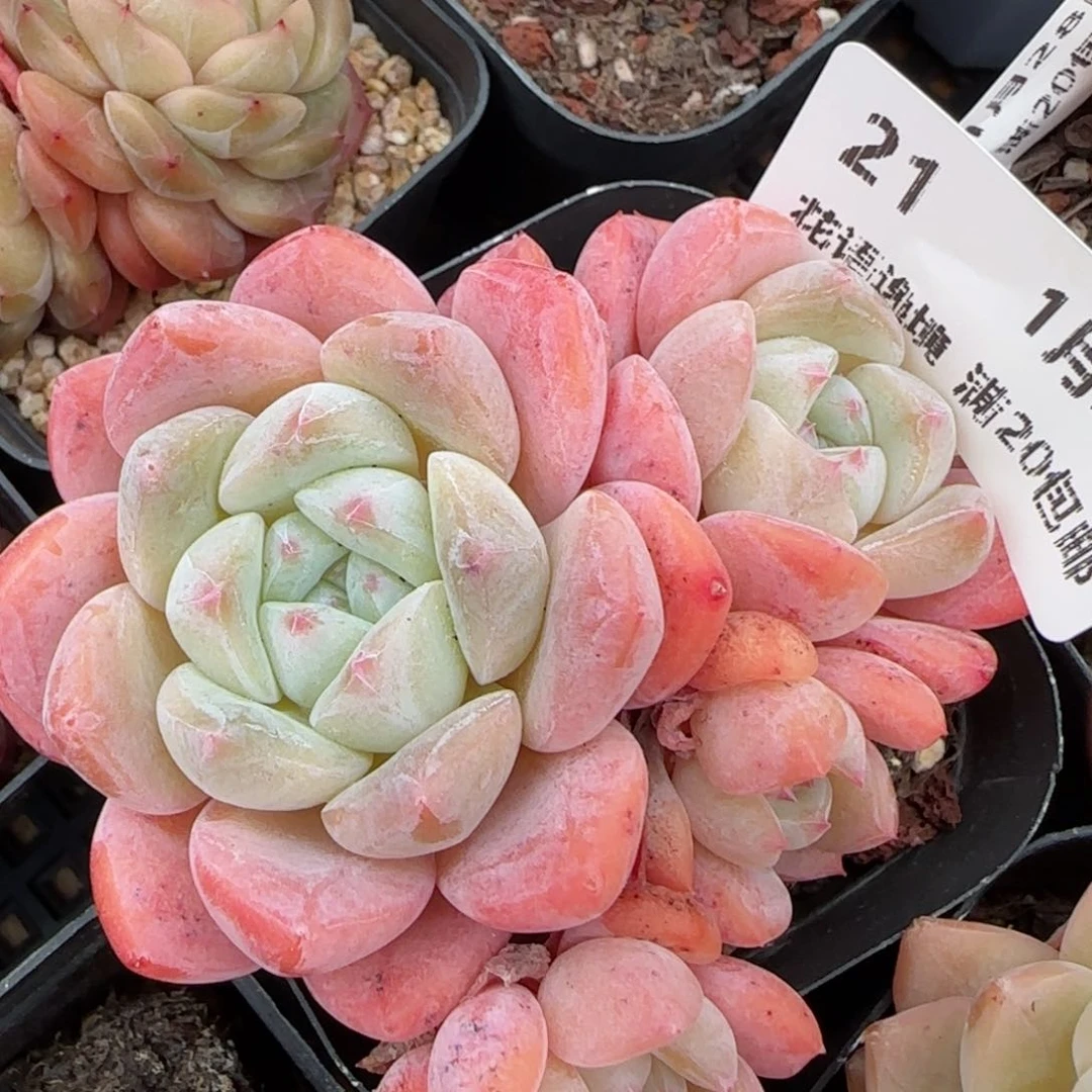 花语逸镜0128-21软糖