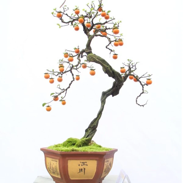 金弹子一物一拍持续放漏