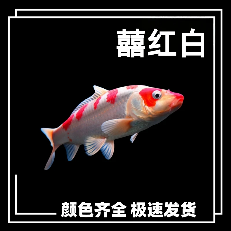 锦鲤精品观赏鱼冷水淡水红白三色丹顶金鱼苗活体活鱼景鲤招财
