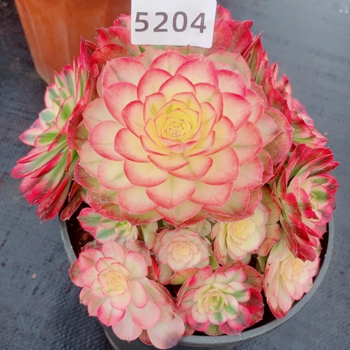 荔枝特价福利多肉