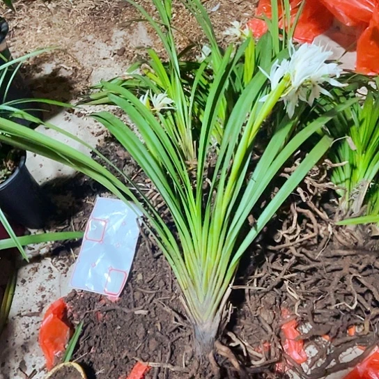 无花朵虎头兰虎头兰