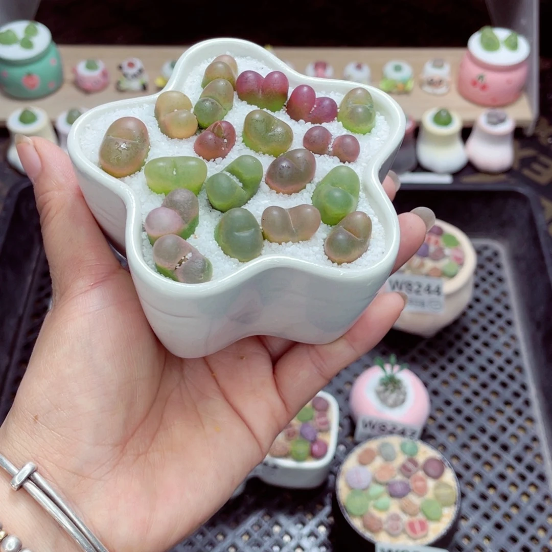 w8251 开播福利 带盆土发货一物一拍