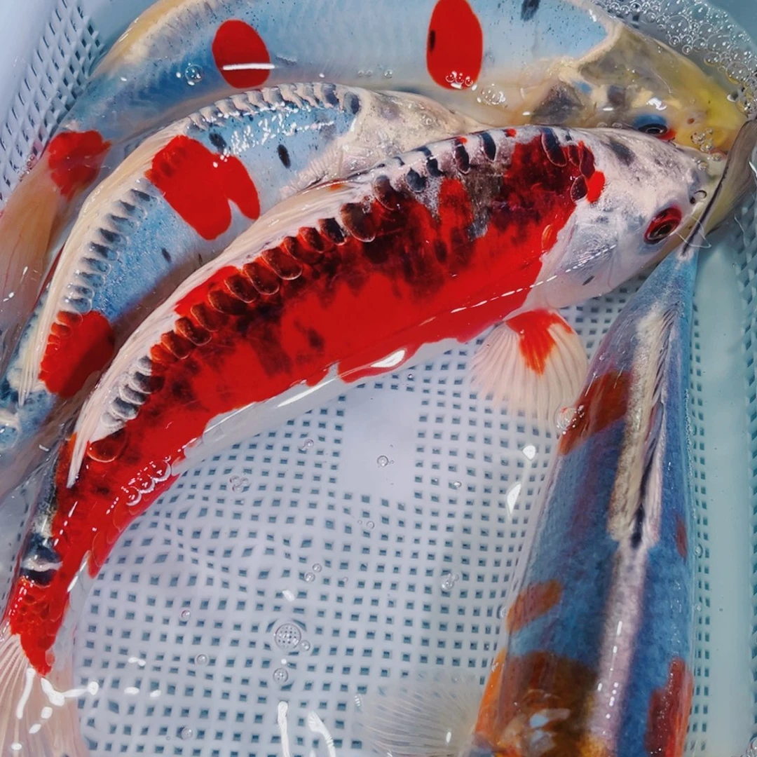 锦鲤锦鲤冷水鱼观赏115