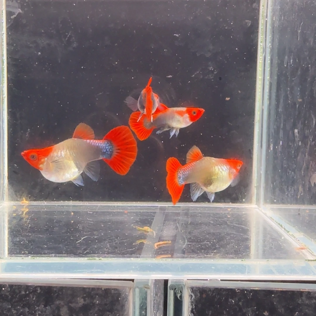 孔雀鱼深海蓝2对孔雀鱼