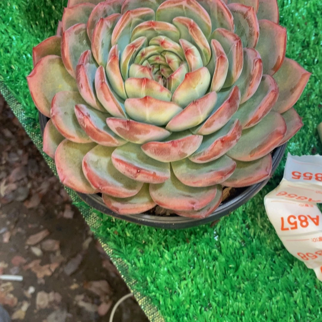小***兒红鸾g单头多肉植物