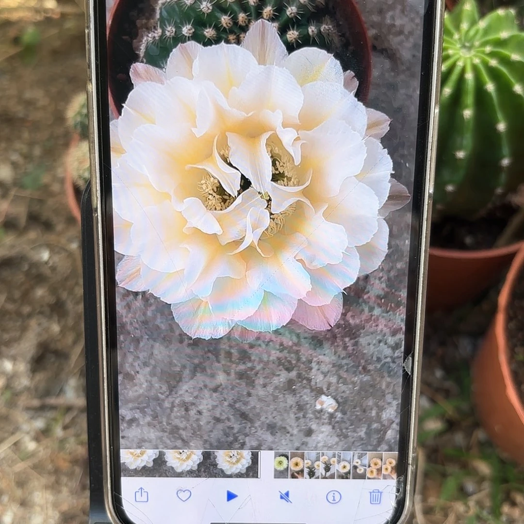 彩草13姨3-3.5公分侧牙