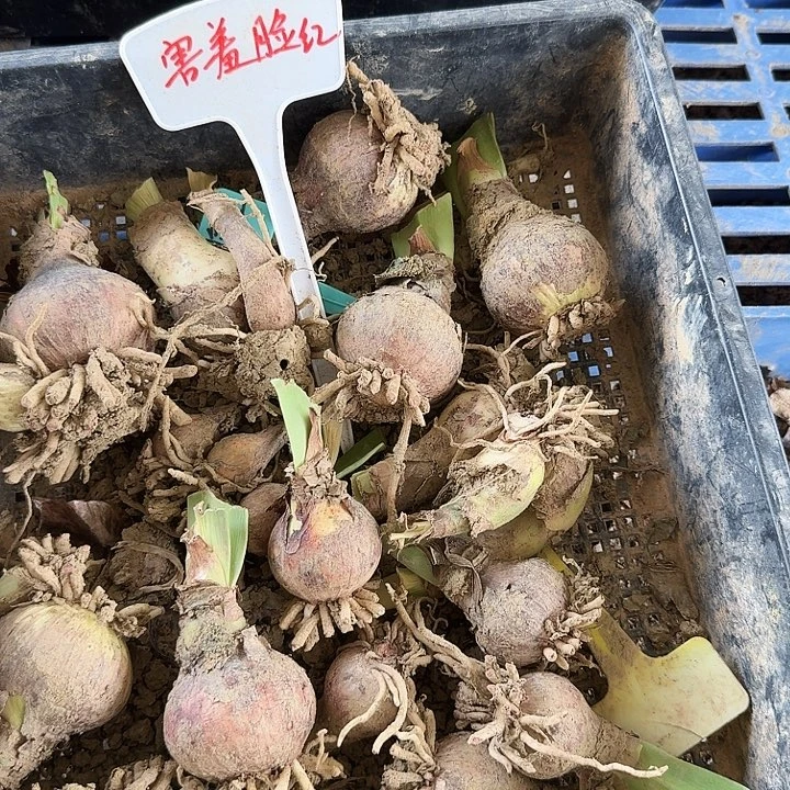 害羞脸红3.5+一棵