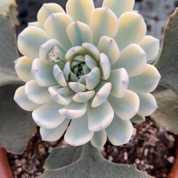 ย***า雪爪锦一物一拍锦龙