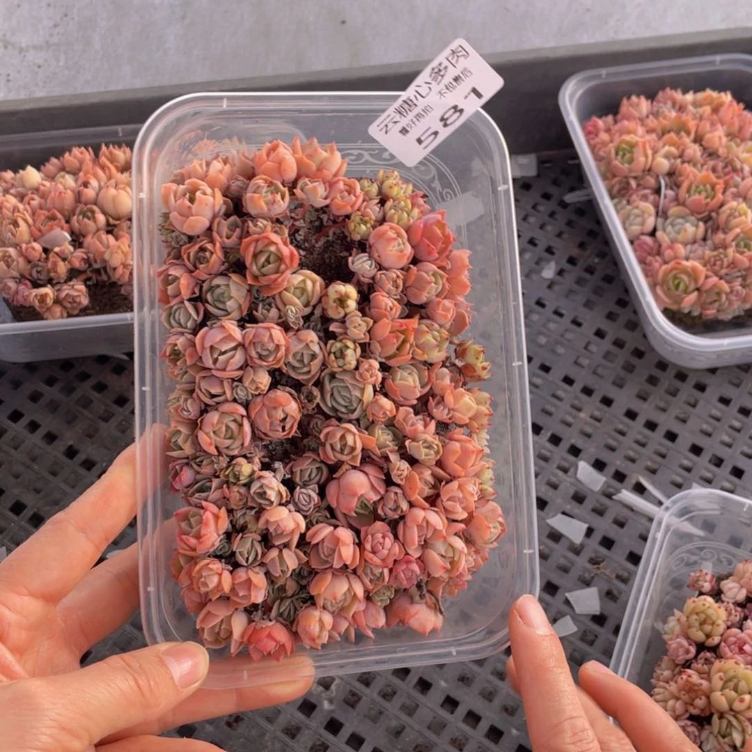 云糖心多肉植物581