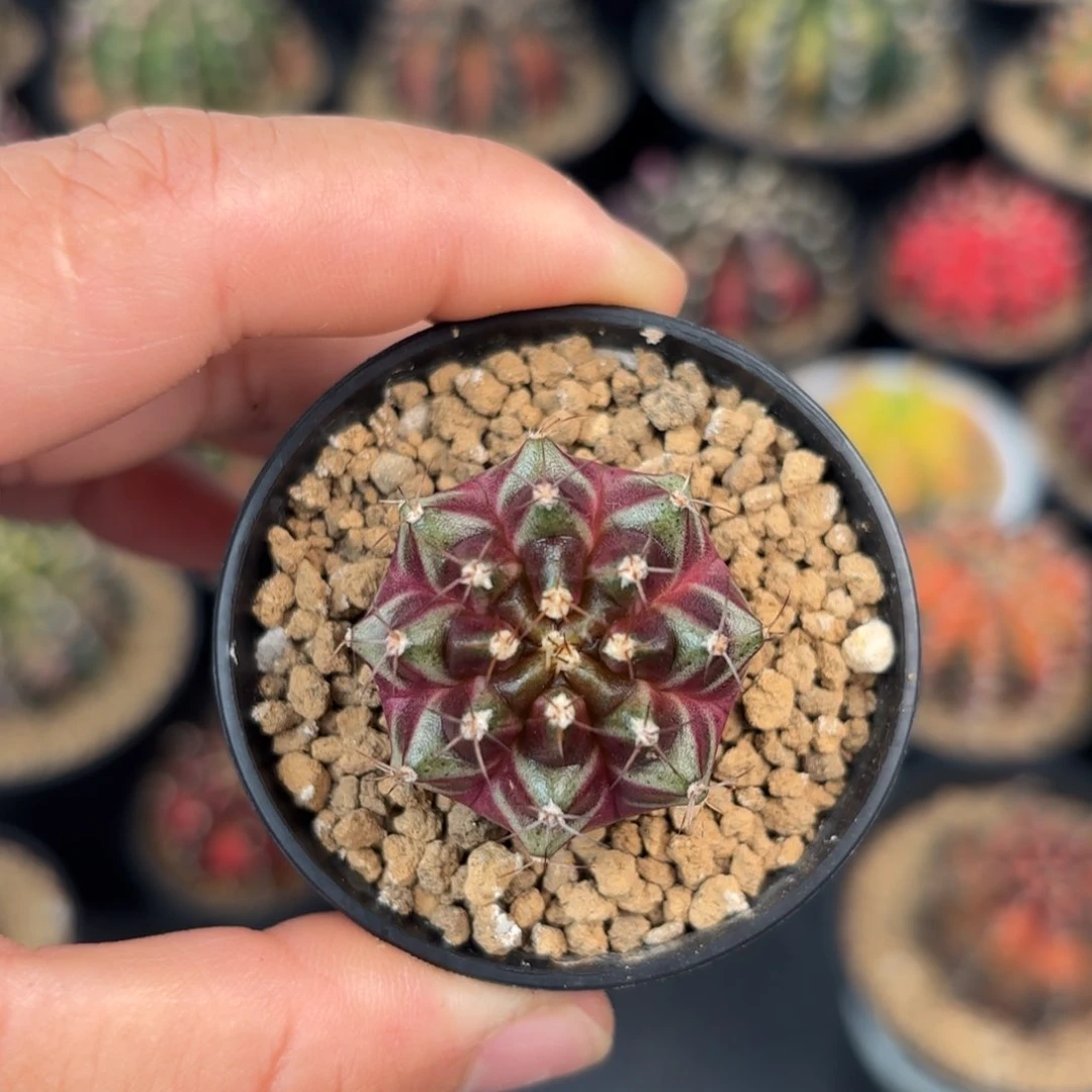 泰系实生轮回仙人球1