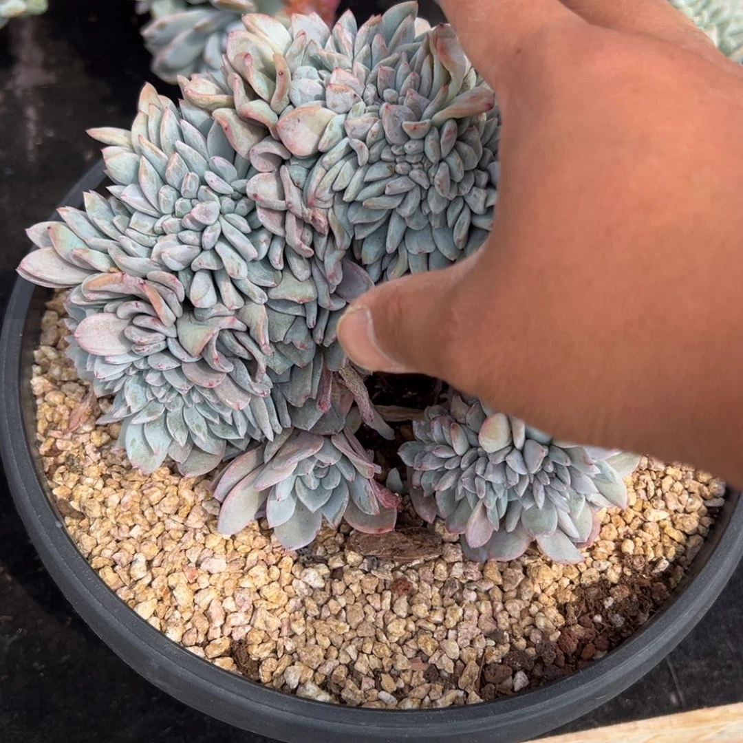 红*丶红颜专拍星影缀化