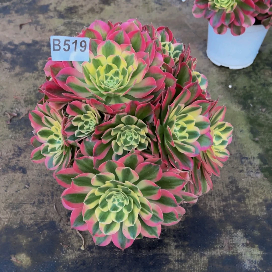 法师多肉白凤519