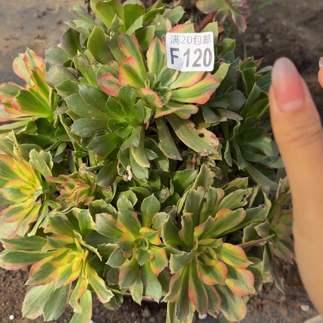 120多肉植物捧花的时候