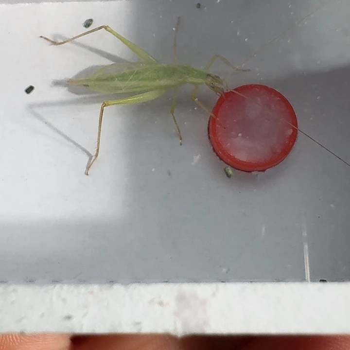 安***梦蟋蟀111111111111111