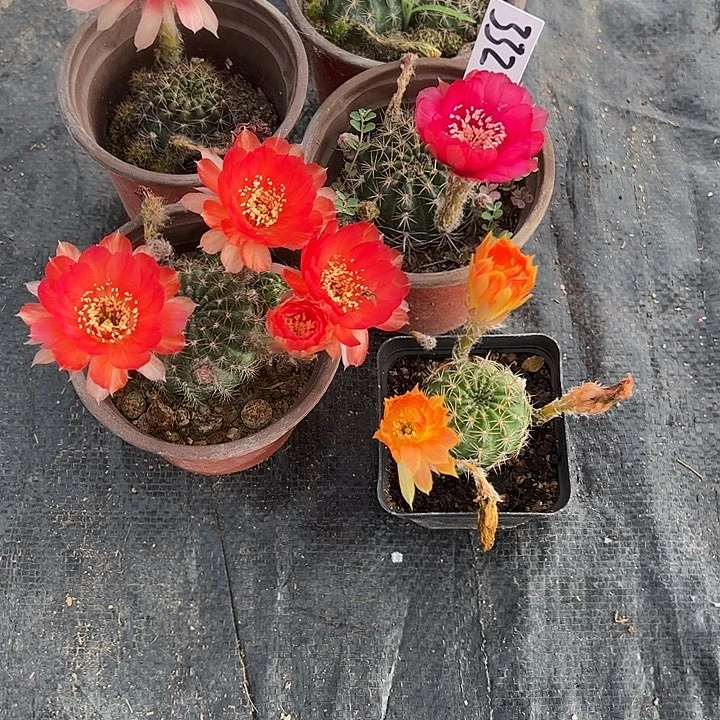 仙人球332号丽花组合